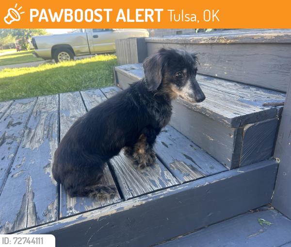Found/Stray Female Dog last seen 49/412, Tulsa, OK 74127
