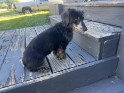 Found/Stray Female Dog last seen 49/412, Tulsa, OK 74127