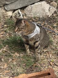 Lost Female Cat last seen Whitetail Dr, Georgetown, TX 78628