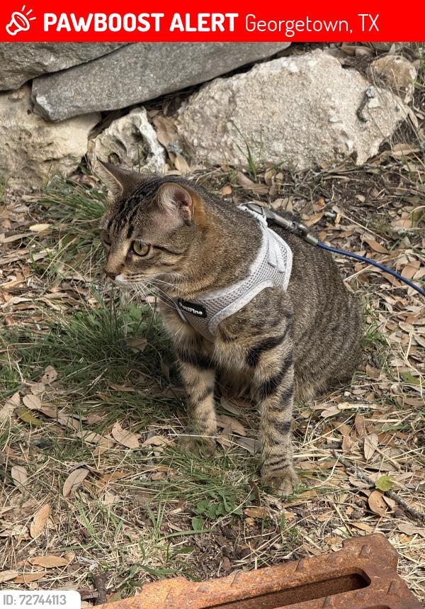 Lost Female Cat last seen Whitetail Dr, Georgetown, TX 78628