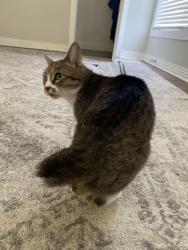 Lost Female Cat last seen Tandy, Fort Worth, TX 76103