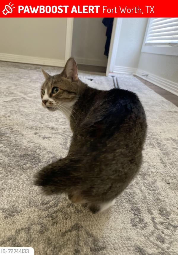 Lost Female Cat last seen Tandy, Fort Worth, TX 76103