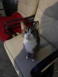 Found/Stray Unknown Cat last seen Hallmark Street and Calmar Avenue, Port St. Lucie, FL 34953
