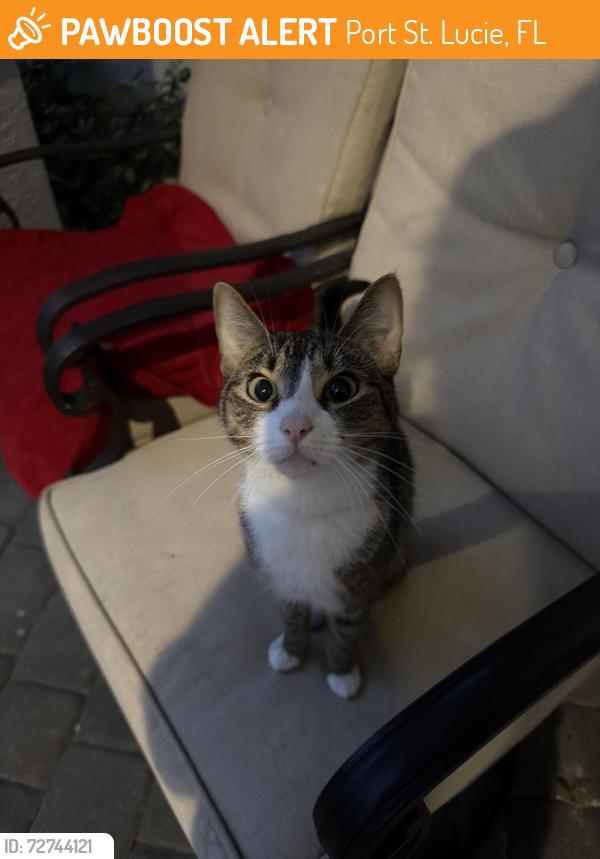 Found/Stray Unknown Cat last seen Hallmark Street and Calmar Avenue, Port St. Lucie, FL 34953