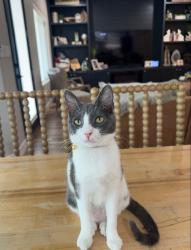 Lost Female Cat last seen Livingston Ranch, Yuma, AZ 85365