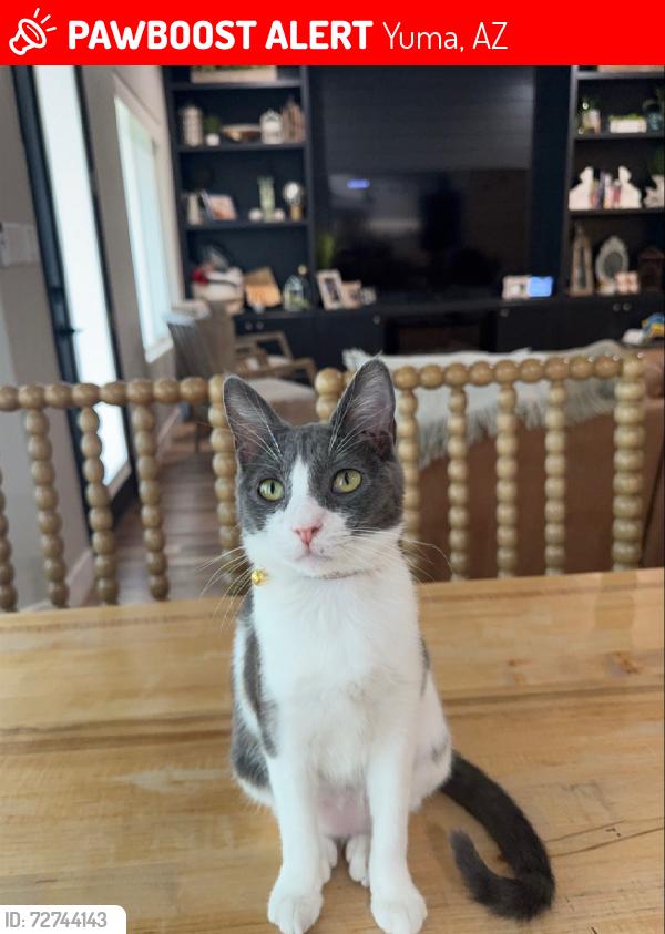 Lost Female Cat last seen Livingston Ranch, Yuma, AZ 85365