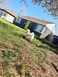 Lost Male Dog last seen Martín Luther king , Denver, CO 80207