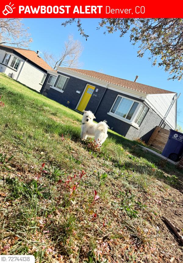 Lost Male Dog last seen Martín Luther king , Denver, CO 80207