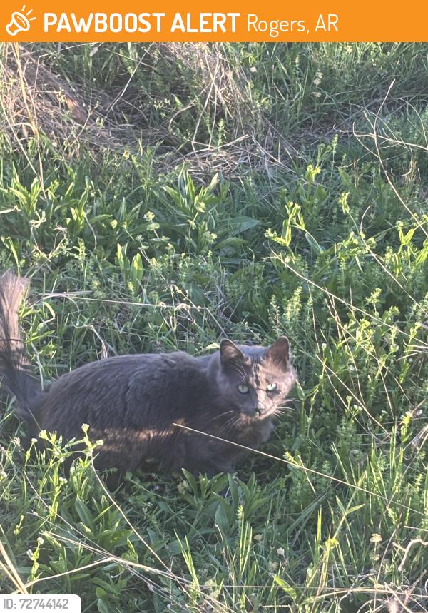 Found/Stray Unknown Cat last seen Sidewalk to the right outside of the Parc apmt complex- near the Superman bench, Rogers, AR 72758