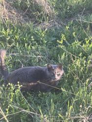 Found/Stray Unknown Cat last seen Sidewalk to the right outside of the Parc apmt complex- near the Superman bench, Rogers, AR 72758