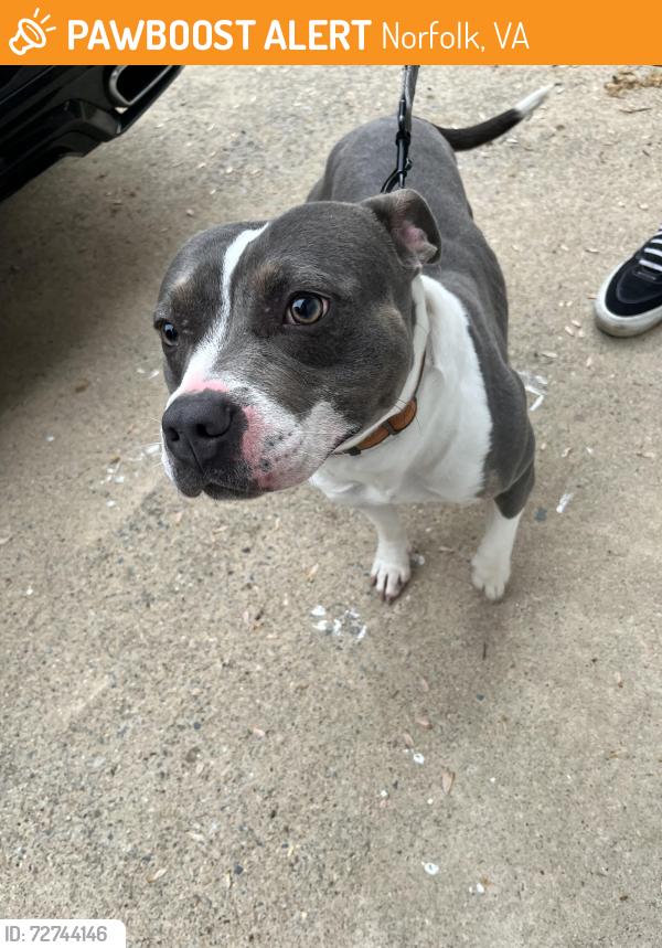 Found/Stray Female Dog last seen Elementary Drive, Norfolk, VA 23505
