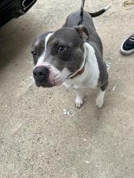 Found/Stray Female Dog last seen Elementary Drive, Norfolk, VA 23505