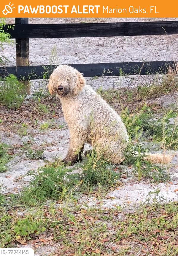 Found/Stray Unknown Dog last seen Florida Highlands recycling center , Marion Oaks, FL 34473