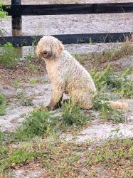 Found/Stray Unknown Dog last seen Florida Highlands recycling center , Marion Oaks, FL 34473