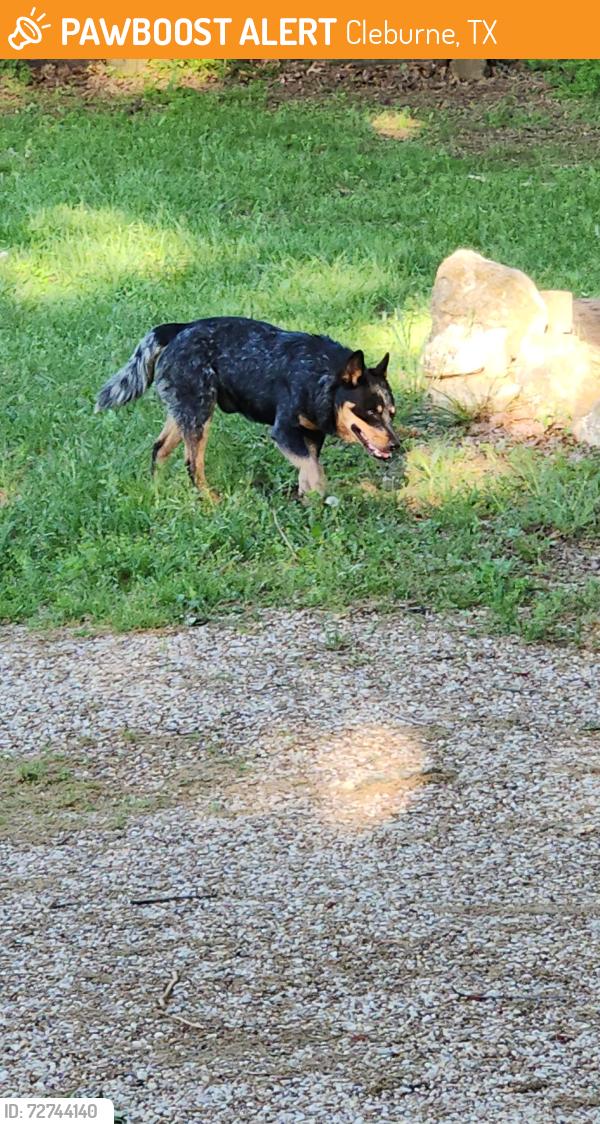 Found/Stray Male Dog last seen County road 711 and Bethesda , Cleburne, TX 76031