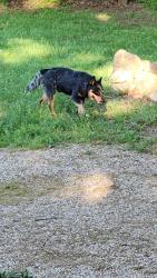Found/Stray Male Dog last seen County road 711 and Bethesda , Cleburne, TX 76031