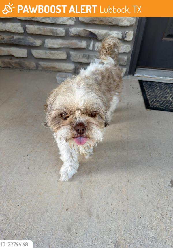 Found/Stray Female Dog last seen Calais at elm park, Lubbock, TX 79407