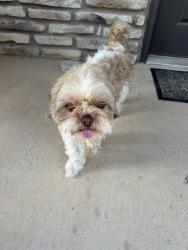 Found/Stray Female Dog last seen Calais at elm park, Lubbock, TX 79407