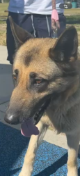 Lost Female Dog last seen Lennox st and burin ave , Inglewood, CA 90304