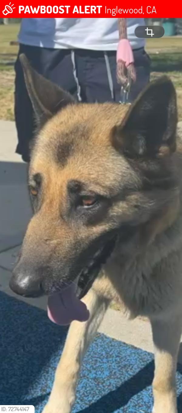 Lost Female Dog last seen Lennox st and burin ave , Inglewood, CA 90304