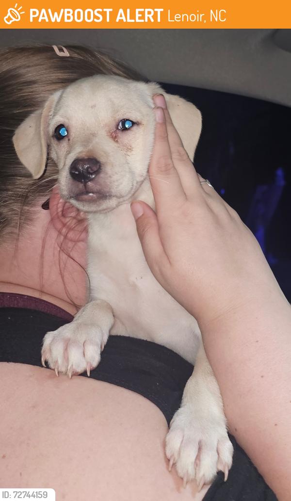 Found/Stray Female Dog last seen Hedden Place, Lenoir, NC 28645
