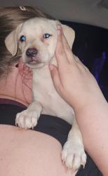 Found/Stray Female Dog last seen Hedden Place, Lenoir, NC 28645