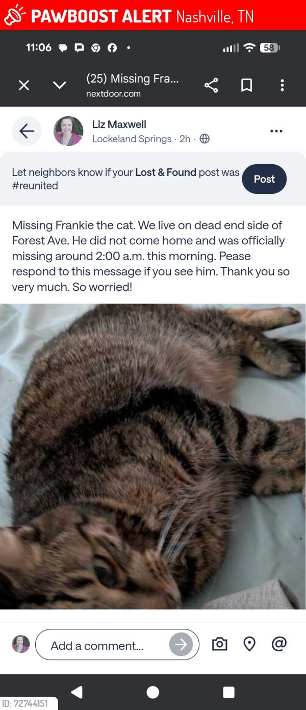 Lost Male Cat last seen N. 17th Ave , Nashville, TN 37206