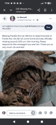 Lost Male Cat last seen N. 17th Ave , Nashville, TN 37206