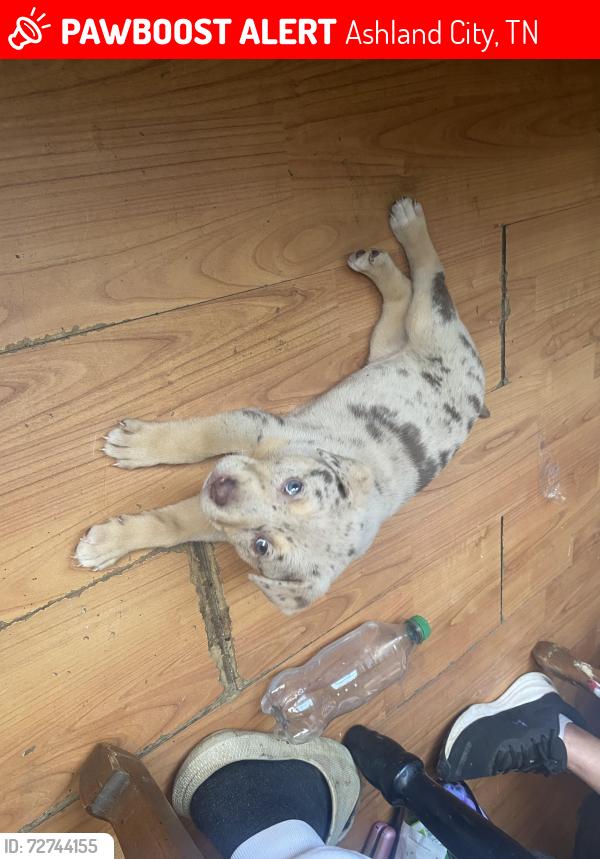 Lost Female Dog last seen Maplewood rd, Ashland City, TN 37015