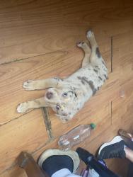 Lost Female Dog last seen Maplewood rd, Ashland City, TN 37015