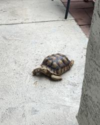 Lost Female Other last seen Amber street, Chandler, AZ 85225