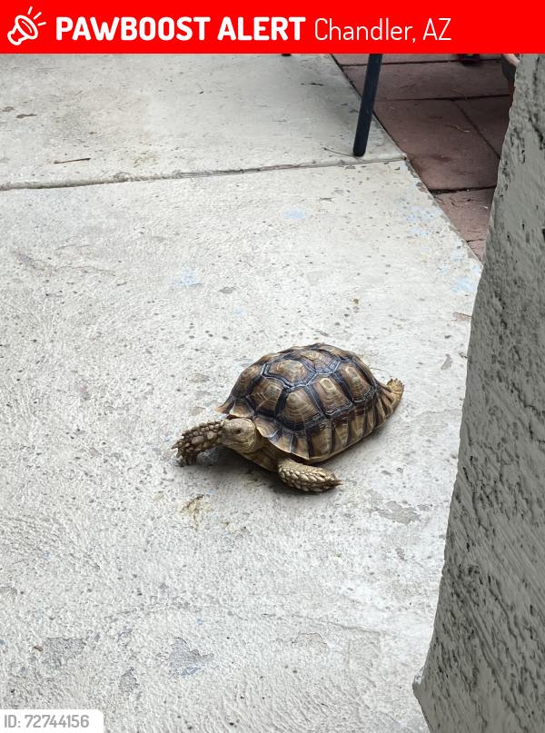 Lost Female Other last seen Amber street, Chandler, AZ 85225
