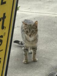 Found/Stray Unknown Cat last seen Covington ests, St. Cloud, FL 34772