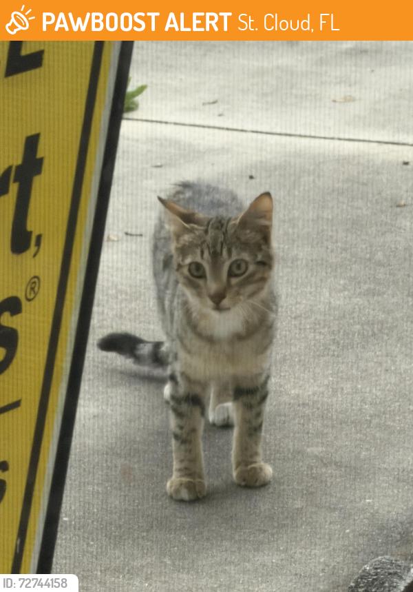 Found/Stray Unknown Cat last seen Covington ests, St. Cloud, FL 34772
