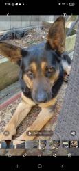 Lost Male Dog last seen Near East Melissa ln, Douglasville, GA 30135