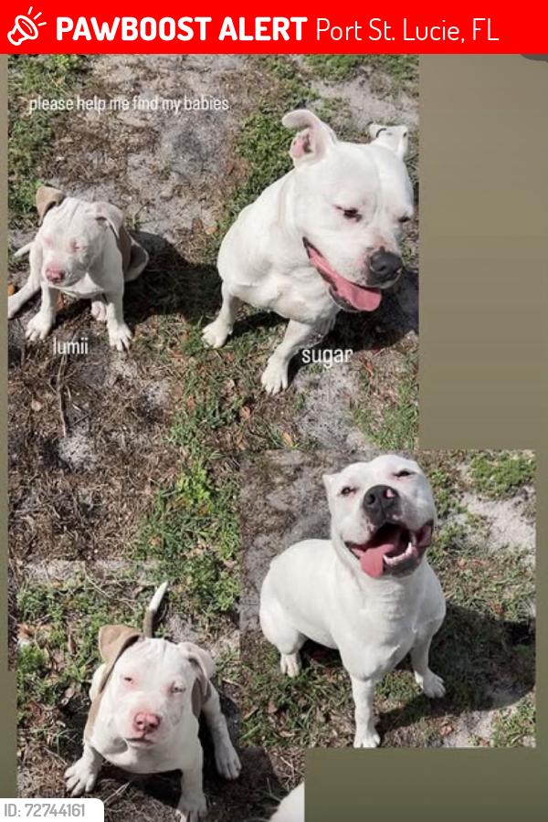 Lost Female Dog last seen woodland trails , Port St. Lucie, FL 34953