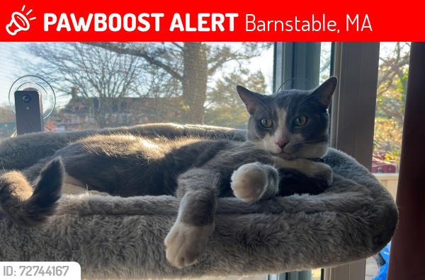 Lost Male Cat last seen Iyannough village, Barnstable, MA 02601