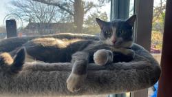 Lost Male Cat last seen Iyannough village, Barnstable, MA 02601