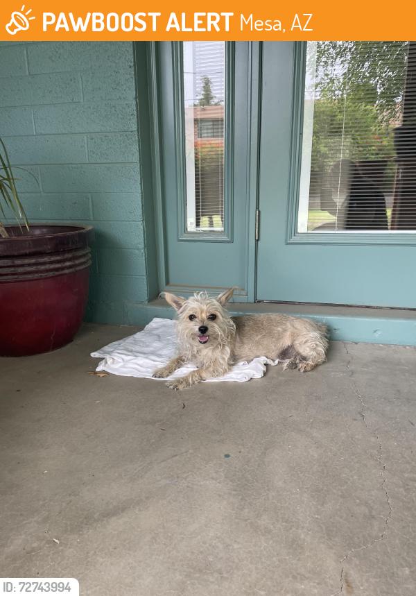 Found/Stray Female Dog last seen Near West Rio Salado Parkway, Mesa, AZ 85201