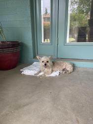 Found/Stray Female Dog last seen Near West Rio Salado Parkway, Mesa, AZ 85201