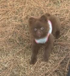 Lost Female Dog last seen Parkwood, Jackson, MS 39206