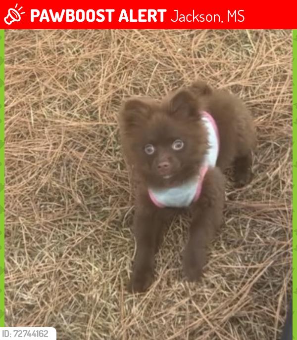 Lost Female Dog last seen Parkwood, Jackson, MS 39206