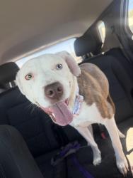 Lost Female Dog last seen Julie st ne and Natalie ave ne off of Montgomery near the Smith’s, Albuquerque, NM 87110
