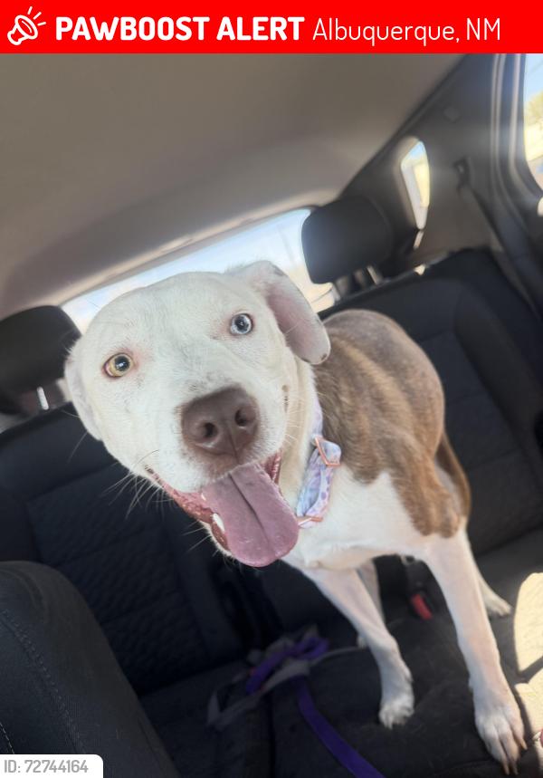 Lost Female Dog last seen Julie st ne and Natalie ave ne off of Montgomery near the Smith’s, Albuquerque, NM 87110