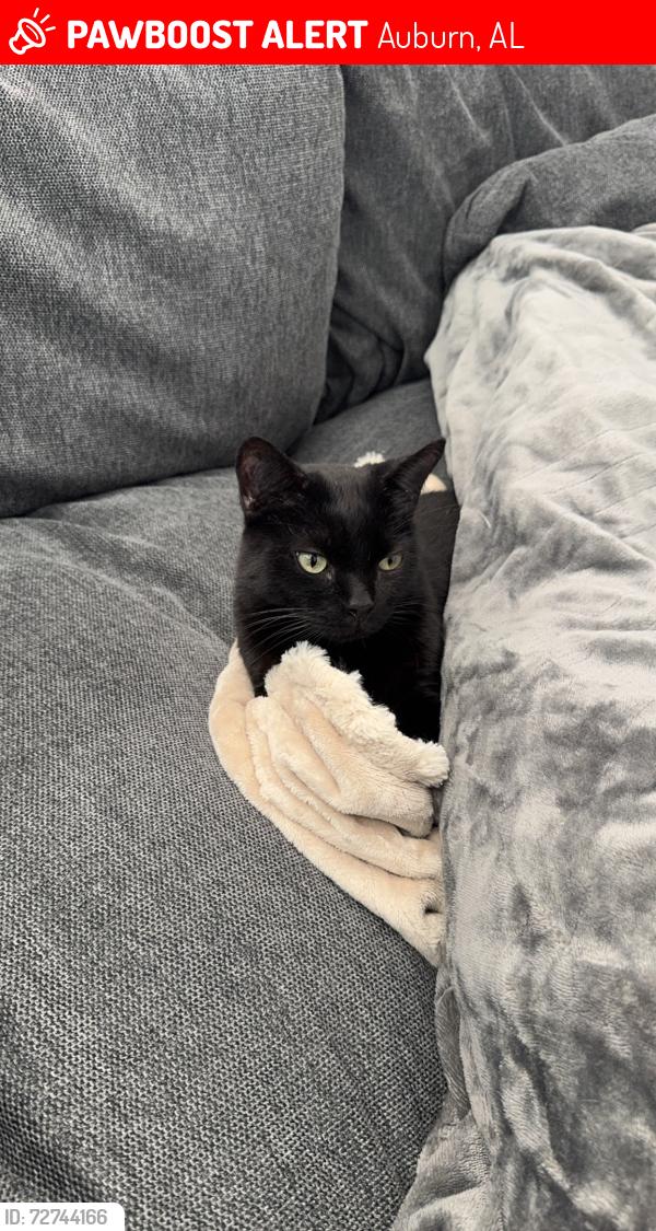 Lost Female Cat last seen Westover st , Auburn, AL 36832