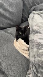 Lost Female Cat last seen Westover st , Auburn, AL 36832