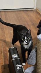 Lost Female Cat last seen grevillea ave  buckthorne st, Inglewood, CA 90301