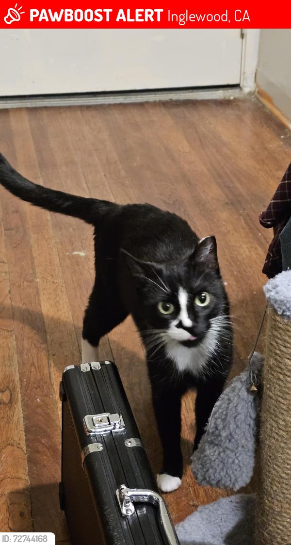 Lost Female Cat last seen grevillea ave  buckthorne st, Inglewood, CA 90301