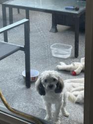Found/Stray Male Dog last seen Angels Community Park, Santa Ana, CA 92703