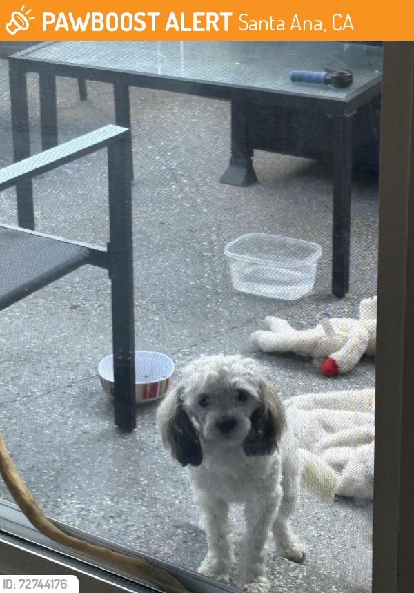 Found/Stray Male Dog last seen Angels Community Park, Santa Ana, CA 92703